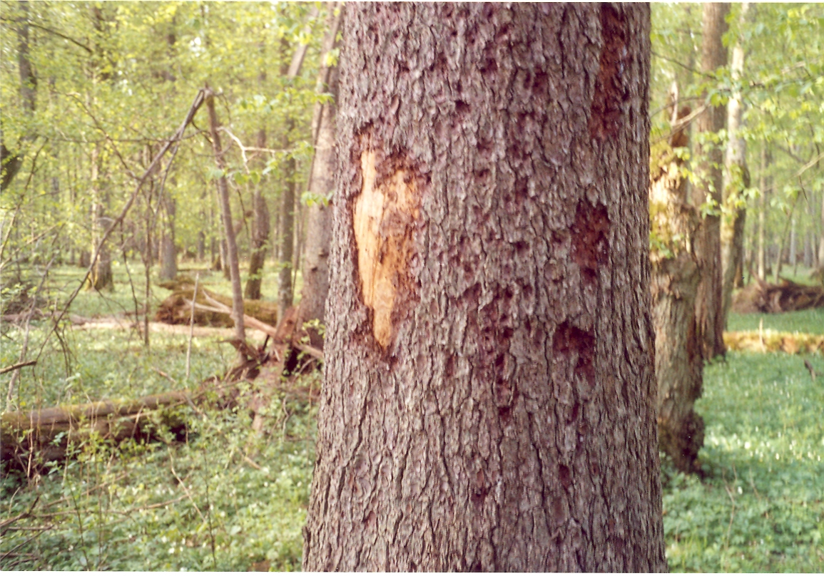 Bark_beetle_and_woodpecker_signs_on_spruce_bark,_May_2007,_Bialowieza