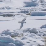 A white bird above the snow of Antarctica