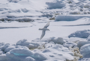 A white bird above the snow of Antarctica