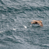 I.D. Antarctica #1 Answer A Pagodroma nivea, or the snow petrel flying above the ocean.