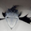 I.D. Antarctica #3 – Answer Icefish from Antarctica
