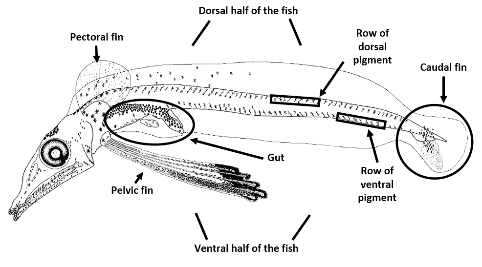 Fish anatomy drawing, modified from Kellermann 1990