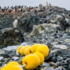 I.D. Antarctica #5 – Answer Adelie penguin colony, Antarctica