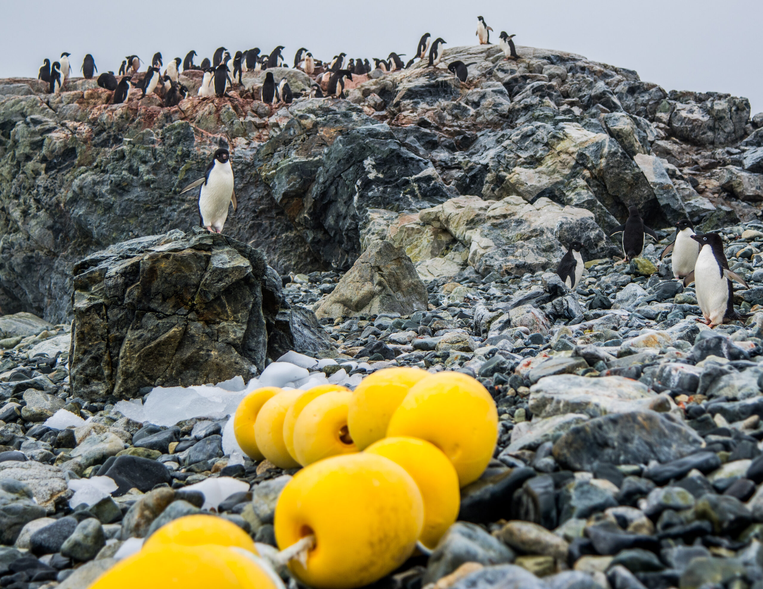 Adelie penguin colony, Antarctica