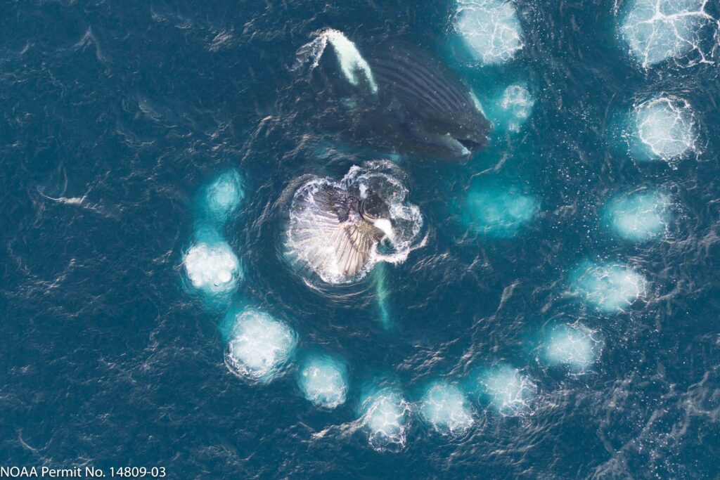 Humpback Whales demonstrating Bubble Net Feeding