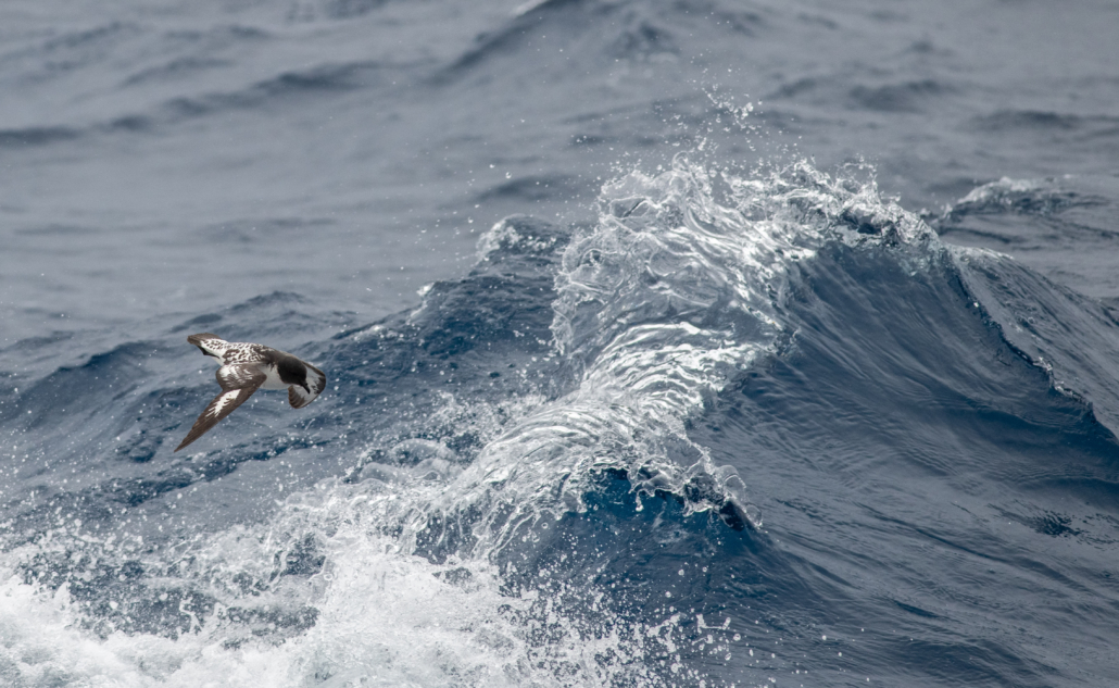 A Cape Petrel flying over a breaking ocean wave