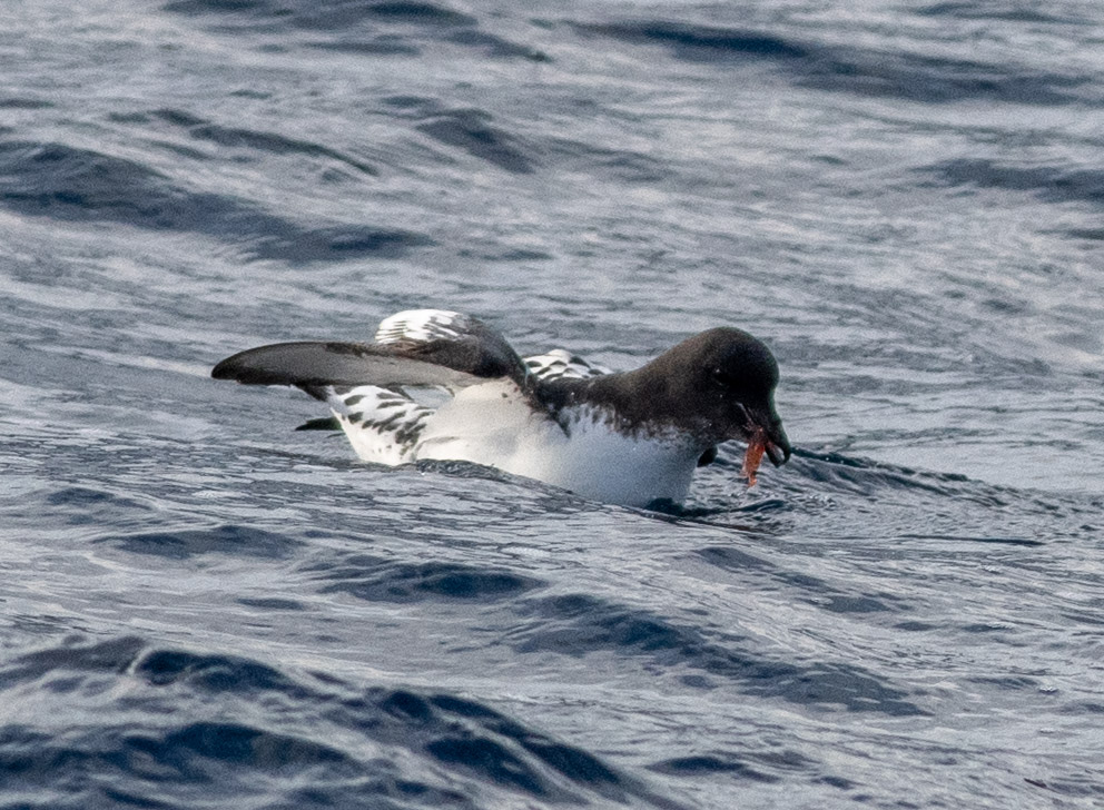 A black and white Cape Petrel sitting on the ocean surface with a red krill in its mouth