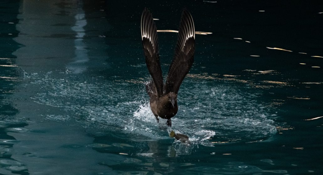 A Skua flying above the ocean surface about to catch some prey