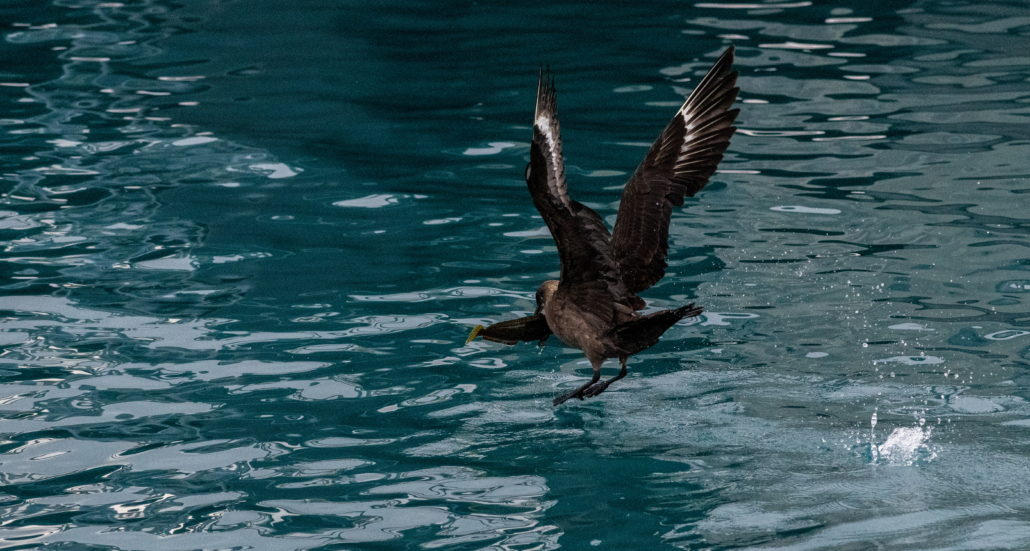 A skua flying above the ocean surface with prey in its mouth