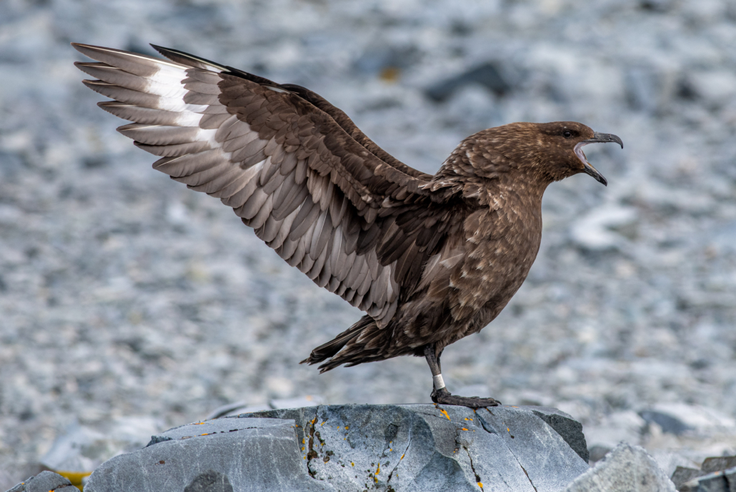 A large Skua, standing on a rock with its wings stretched out behind it and its beak open