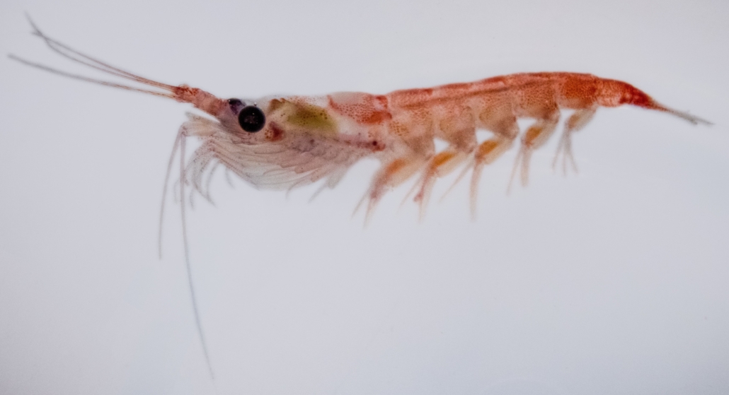 A closeup of a krill, a type of zooplankton that looks like a shrimp