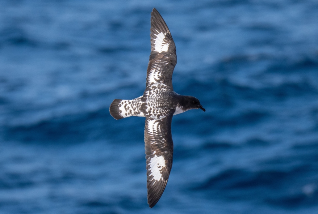 A second image of Mystery bird #1, showing the bird in flight.