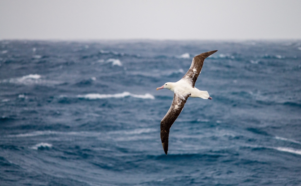 A royal albatross in flight just above the ocean surface.
