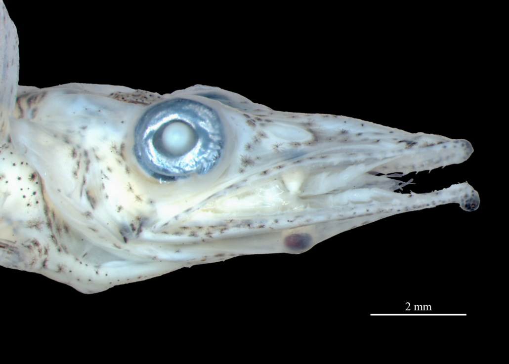 A closeup of the mystery larval fish with a krill in its mouth