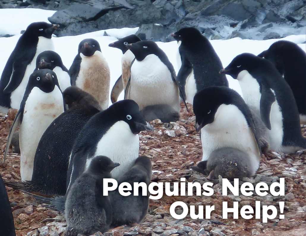 Penguins need our help!