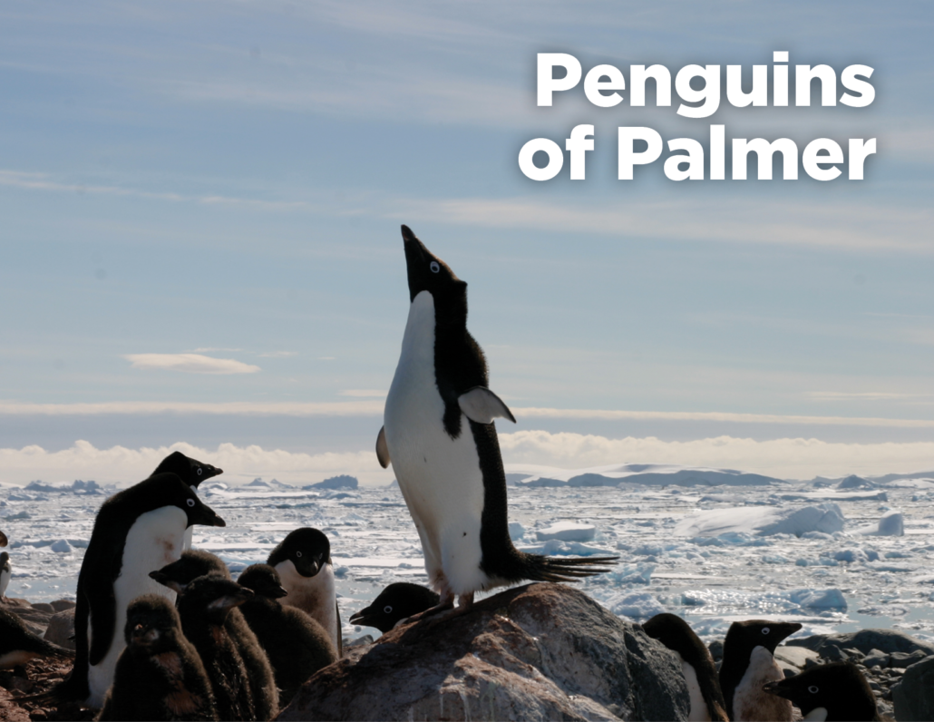 Penguins of Palmer